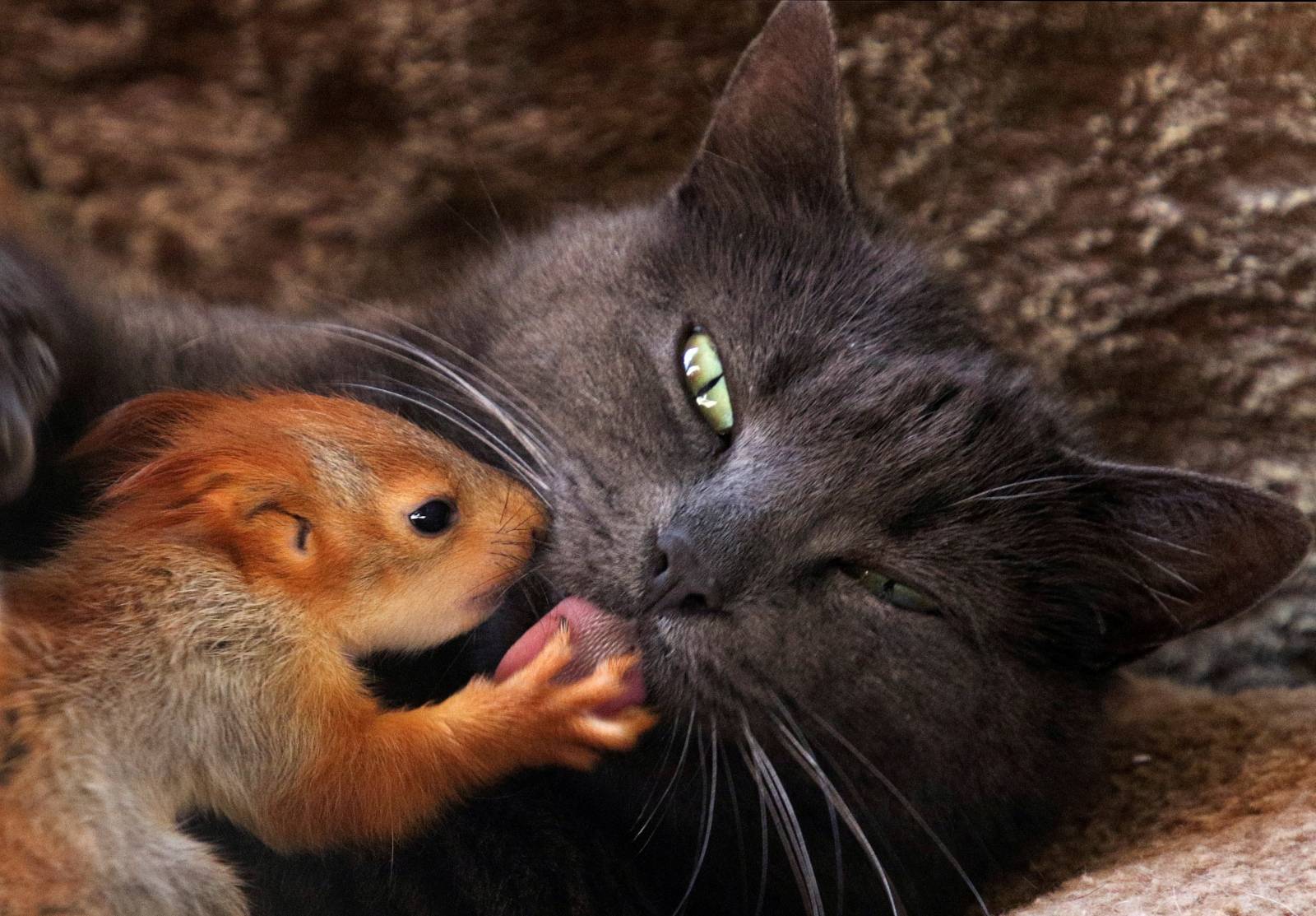 Pusha the cat licks a baby squirrel in Bakhchisaray