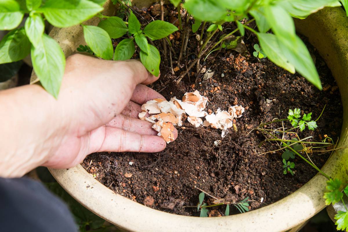Evo kako sve možete iskoristiti ljuske jaja u svojem malom vrtu
