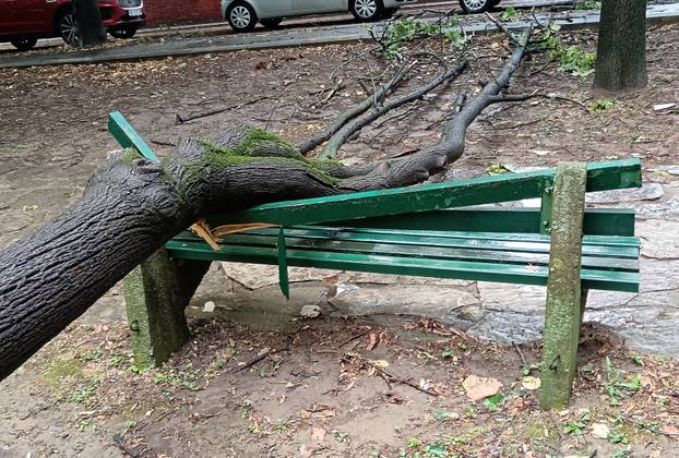 Kratkotrajna oluja rušila stabla u Beogradu