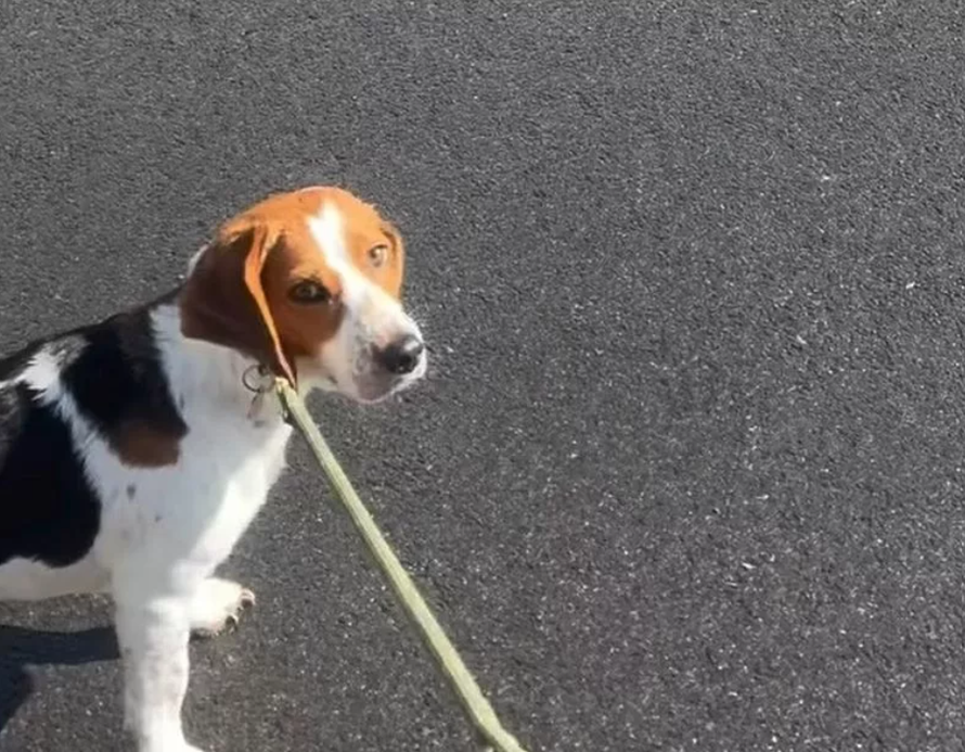 Žena primijetila kako se pas ponaša drugačije u šetnji: 'To mi je razotkrilo ovu muževu tajnu!'