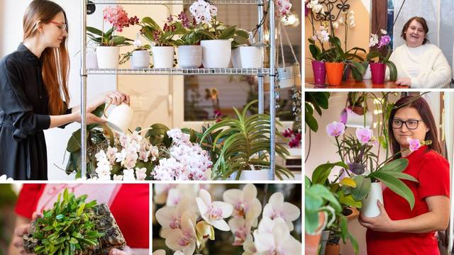 Naše zaljubljenice u orhideje imaju i do 130 primjeraka: 'Samo zalijevanje traje 8 sati'