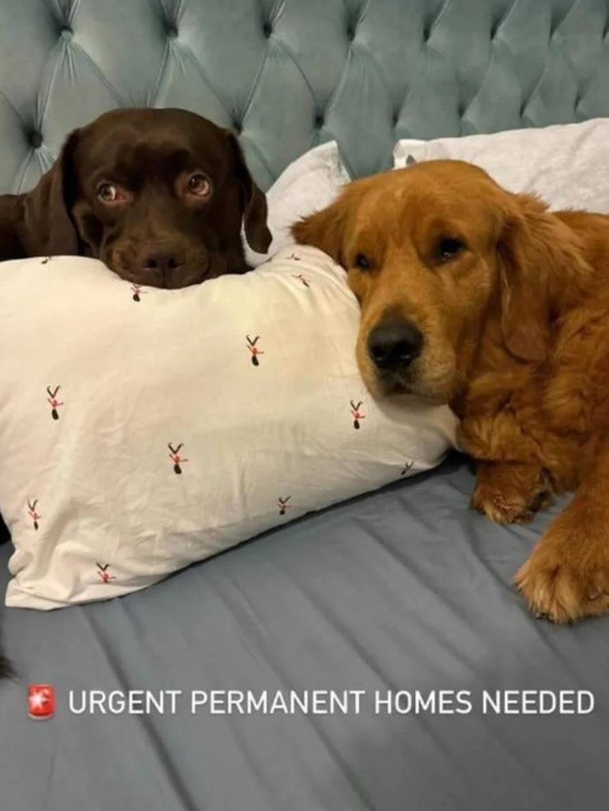 Strašno! Influenceri bježe iz Dubaija pa ostavljaju ljubimce: 'Vežu ih za stup, puštaju u park'