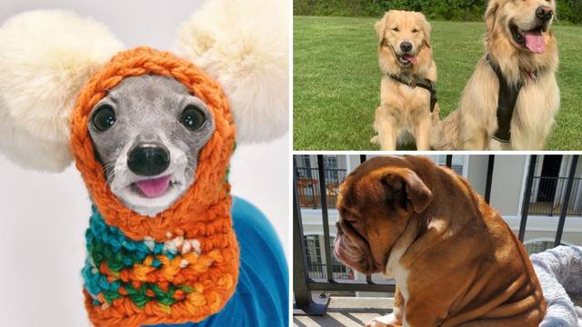 Uljepšat će vam dan: Ove priče s psima izmamit će vam osmijeh