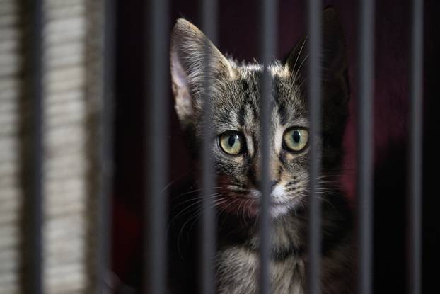 U skloništu Dumovec održan je prvi Dumovečki buvljak na kojem su građani mogli posjetiti sklonište te upoznati pse i mačke