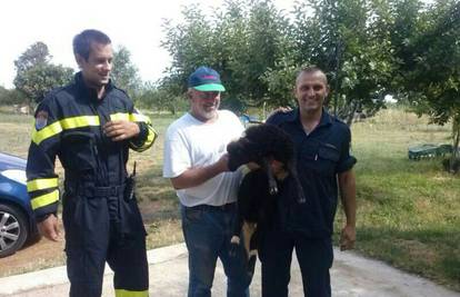 Ovčice, pa kamo si to gledala? Pasla travu pa završila u šahtu 