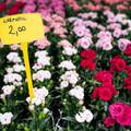 FOTO Otvoren je Floraart! Evo &scaron;to je u ponudi i koje su cijene
