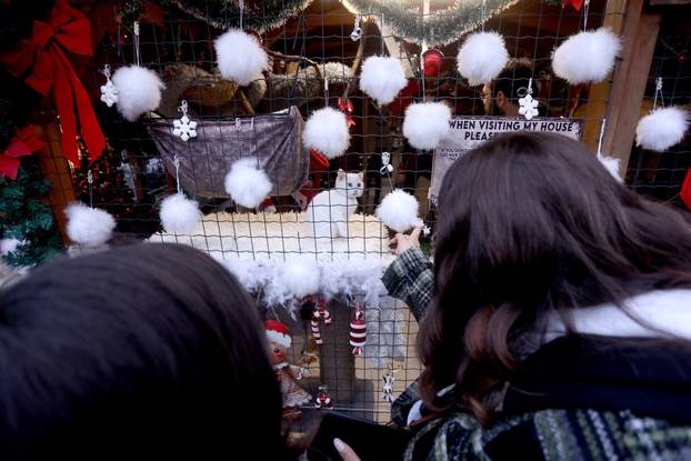 24sata Rijeka: Advent za mačke u Kitten Safe House