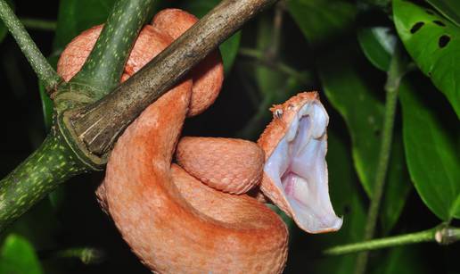 Prije ugriza najotrovnija zmija Eyelash Viper će im namignuti