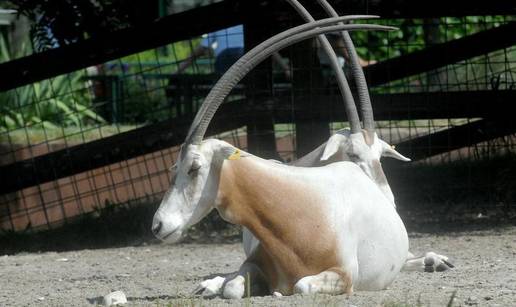 Sultan šalje avion i vraća bolesne antilope u Oman