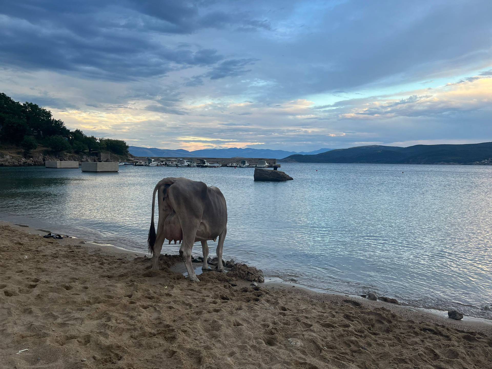 VIDEO Neobični kupači posjetili plažu na Krku: 'Krava se htjela osvježiti, a tele se veselilo'