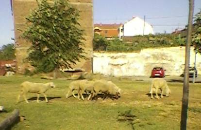 Ovce su pobjegle vlasniku i prošetale do gradonačelnika