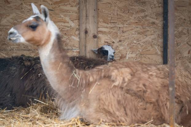 Zagreb: Novi stanovnici Zoološkog vrta 