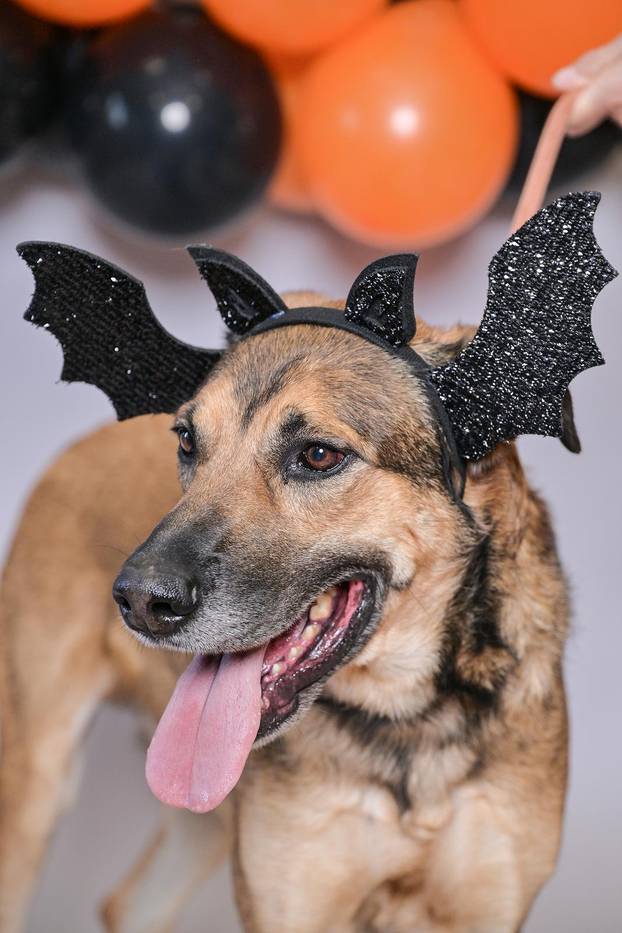 Sklonište u Dumovcu poziva na posebno jesensko udomljavanje pasa i mačaka