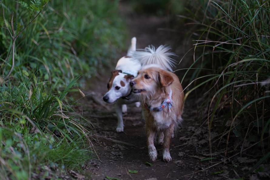 Otkrivena su najpopularnija imena pasa za 2025. Je li ime vašeg ljubimca na popisu?