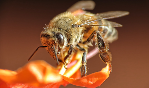 Kako p&ccaron;elinji mozak poma&zcaron;e u projektiranju ra&ccaron;unalnih &ccaron;ipova sljede&cacute;e generacije