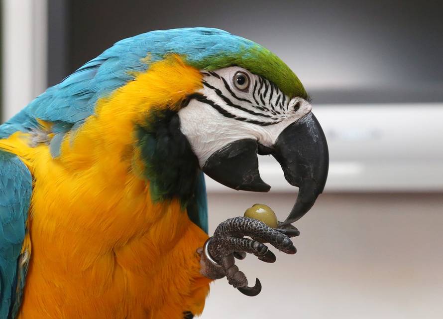 Duško Jaramaz/PIXSELL