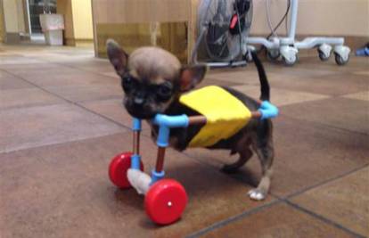 Psu bez prednjih nogu od igračaka napravila kolica