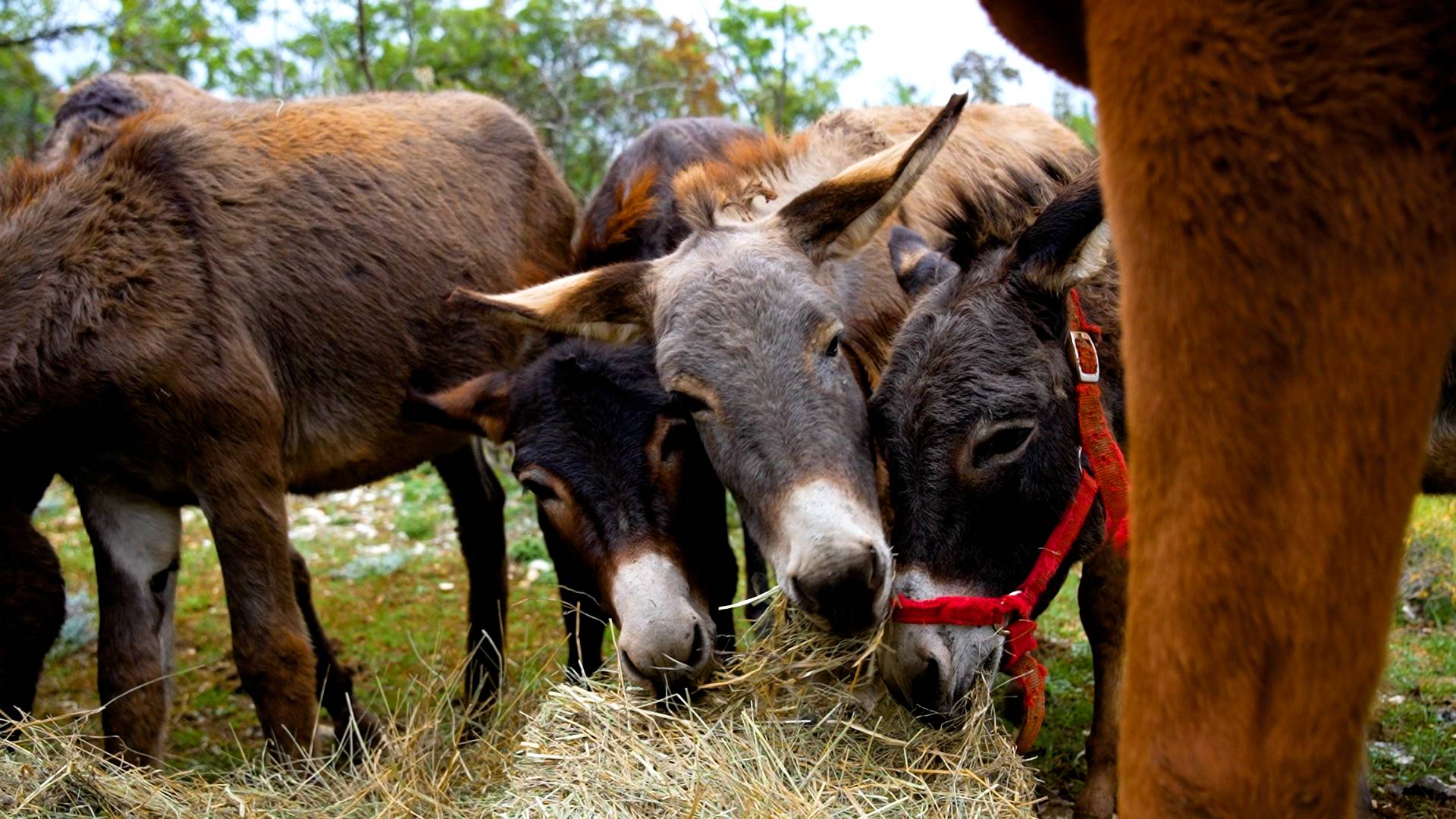 Kraj Knina proizvode kozmetiku od magarećeg mlijeka: 'Tu smo htjeli započeti neku novu priču'