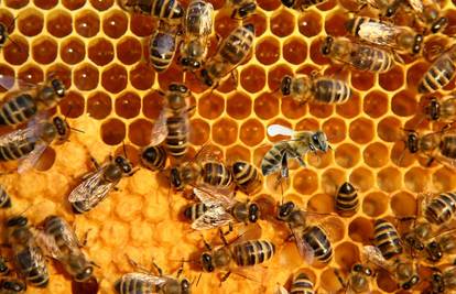 Pomor pčela u okolici Vukovara: 'Gotovo u pravilu su krivci neodgovorni poljoprivrednici...'