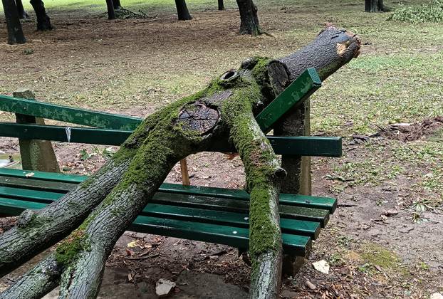 Kratkotrajna oluja rušila stabla u Beogradu