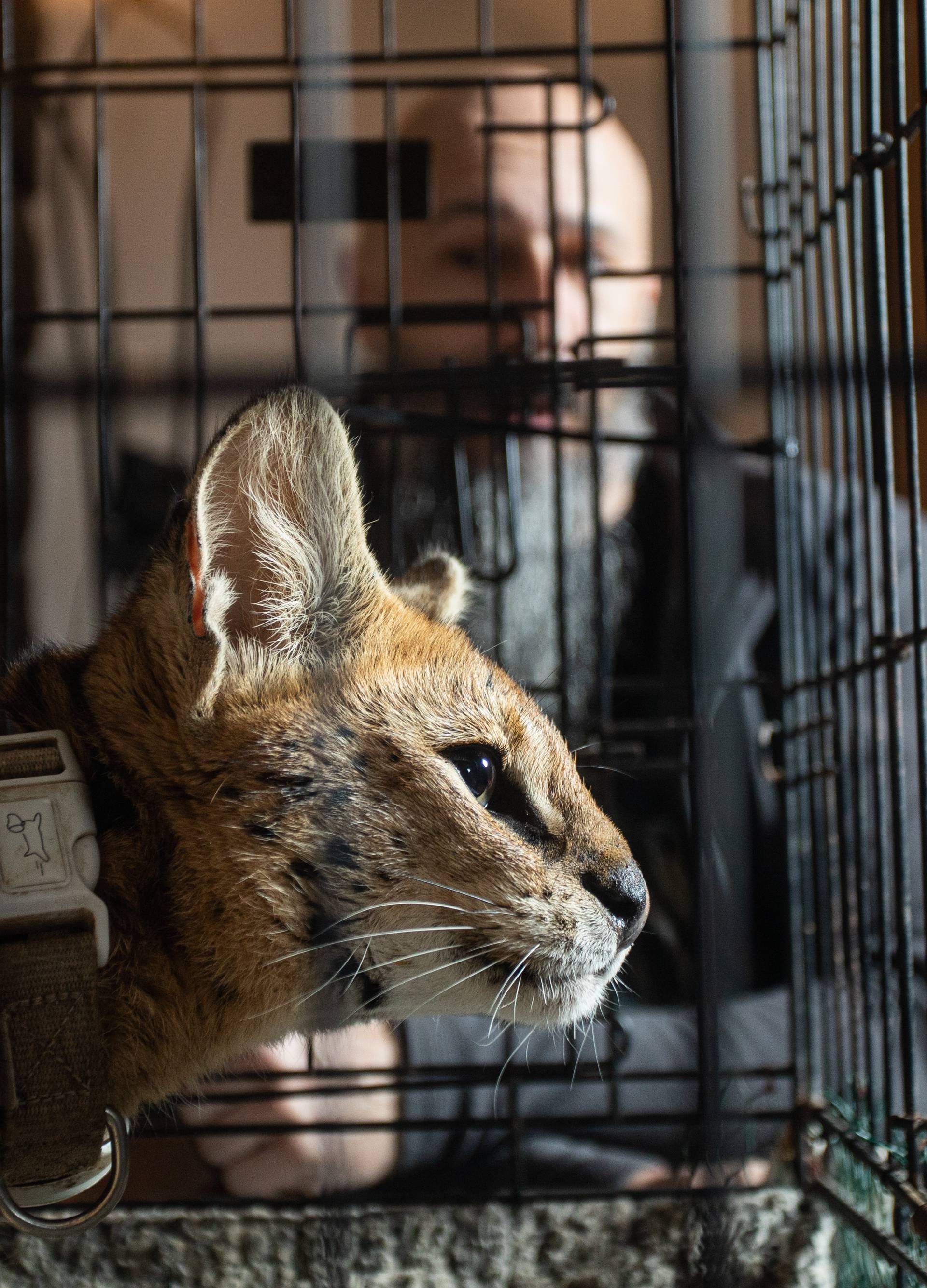 Hrvatski Dr. Dolittle: 'Životinje i ja govorimo istim jezikom...'