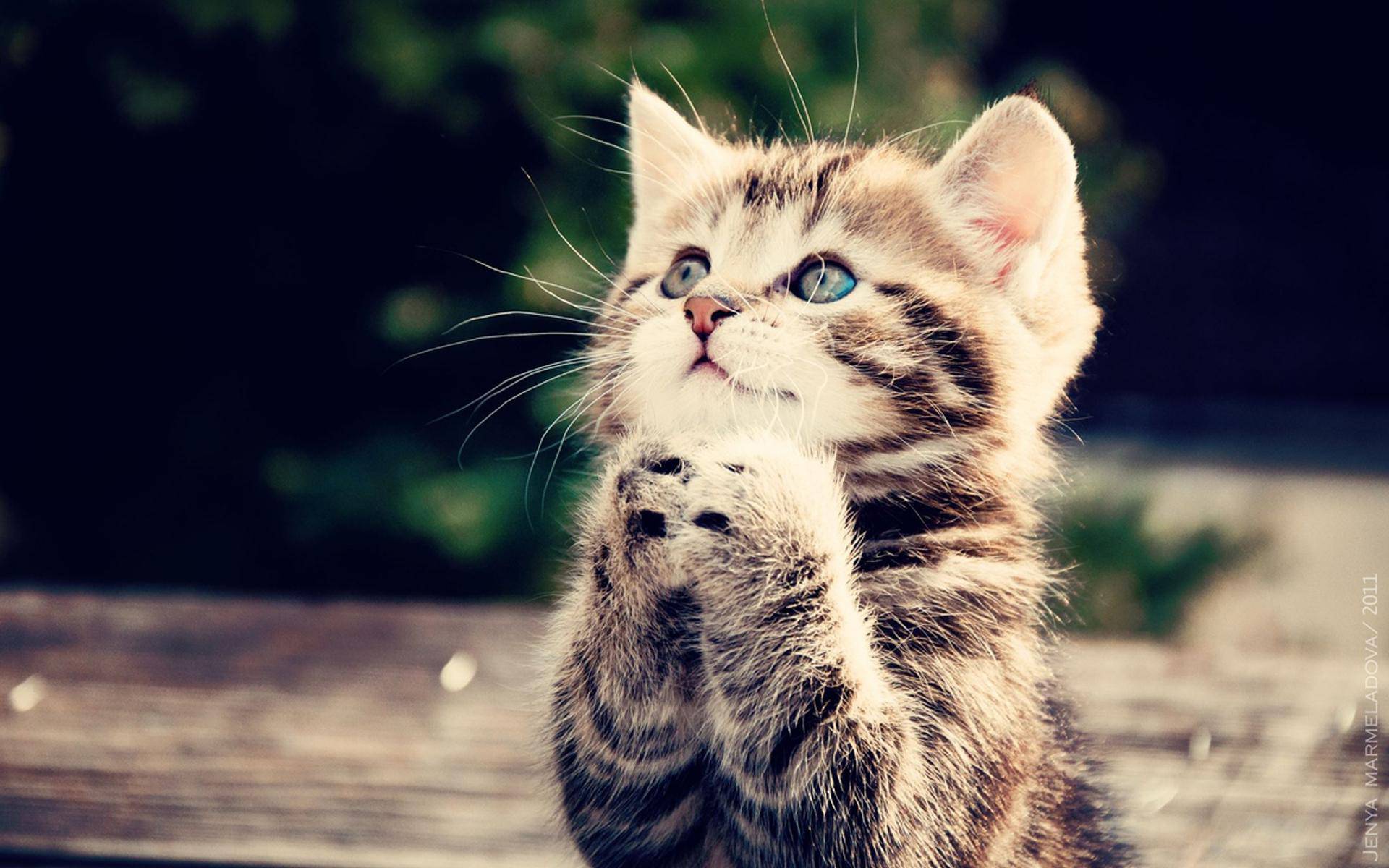 'Ako  pas ili mačka znaju moliti, onda mogu biti na blagoslovu'