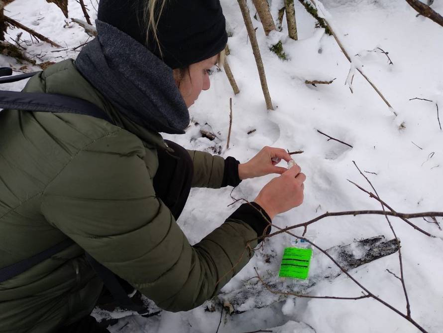 Hrvatske jedinke spašavat će ris Doru ulovljen u Rumunjskoj