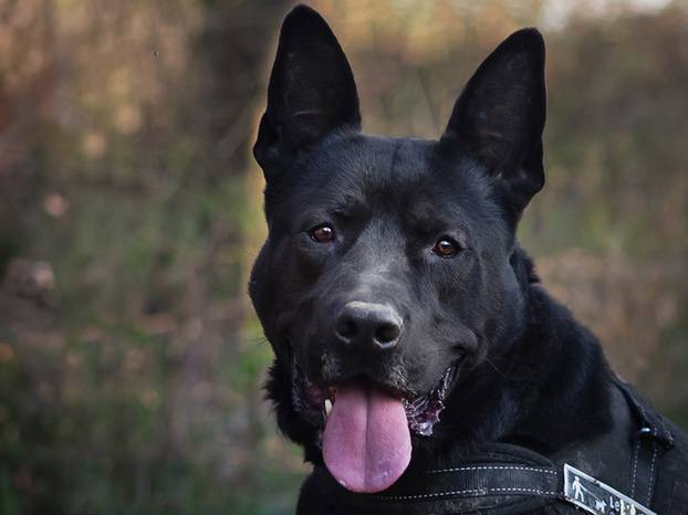 FOTO Ovi preslatki psići iz Noine Arke traže obitelj i stalni dom