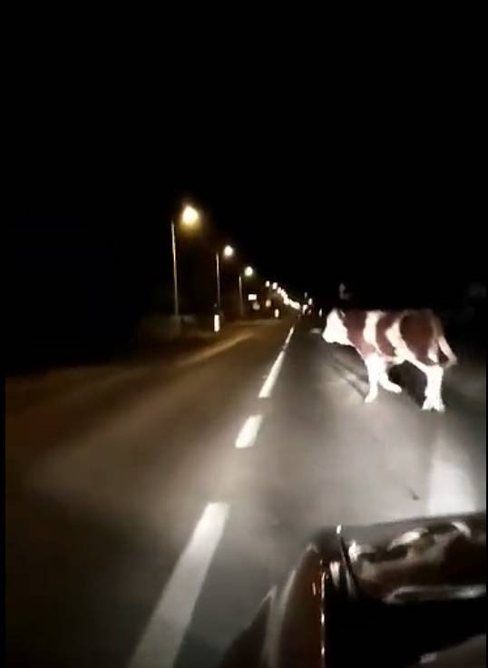 Izgubljena kravica: Tulumarila je, pa se u štalu vratila cestom