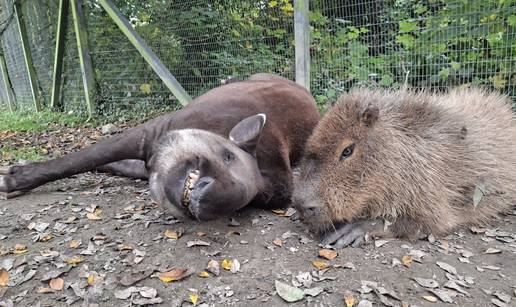 Tu&zcaron;no! U ZOO vrtu uspavali isti dan kapibaru i tapira. Bili su naj prijatelji, nisu ih htjeli razdvojiti
