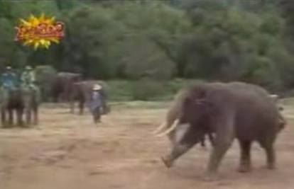 Slon iz Indije najbolji je sportaš među životinjama