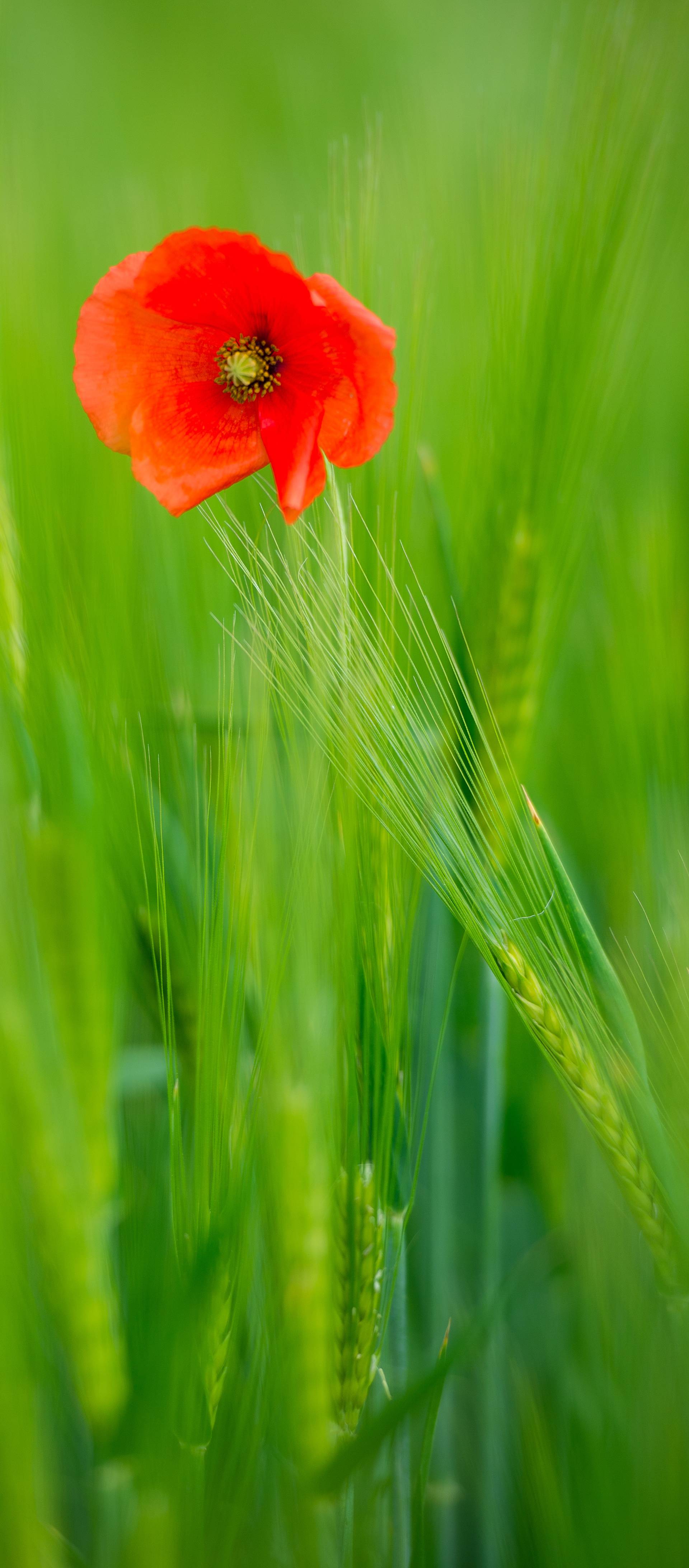 Red poppy amongst the crops