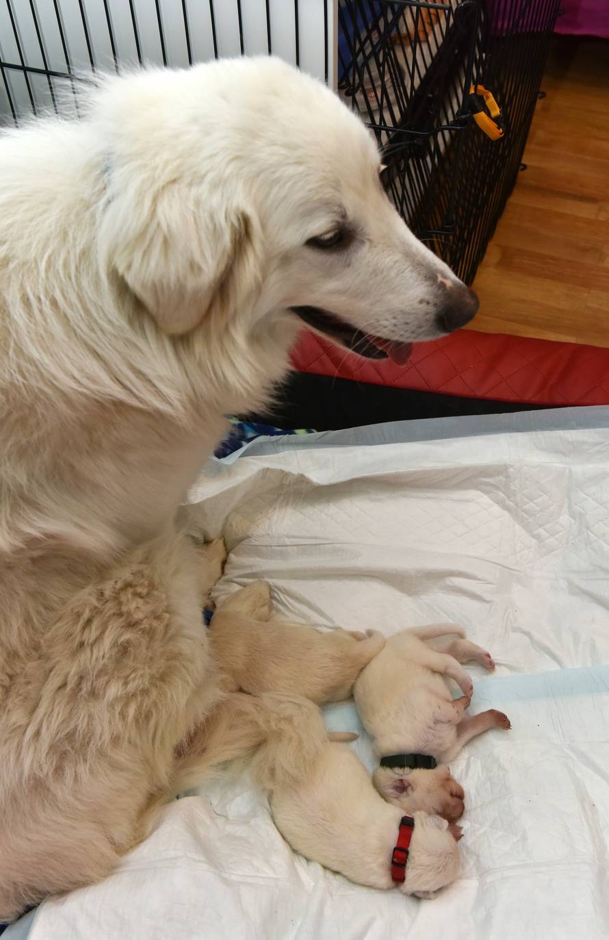 Odbacili skotnu kujicu: 'Lutala je, gladovala i smrzavala se...'