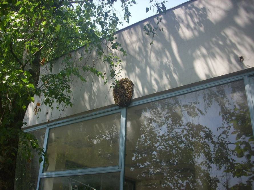 Spašavanje pčela u gradskim sredinama