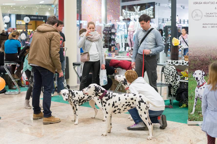 Traži se glavna njuška Westgatea! Prijavite ljubimca