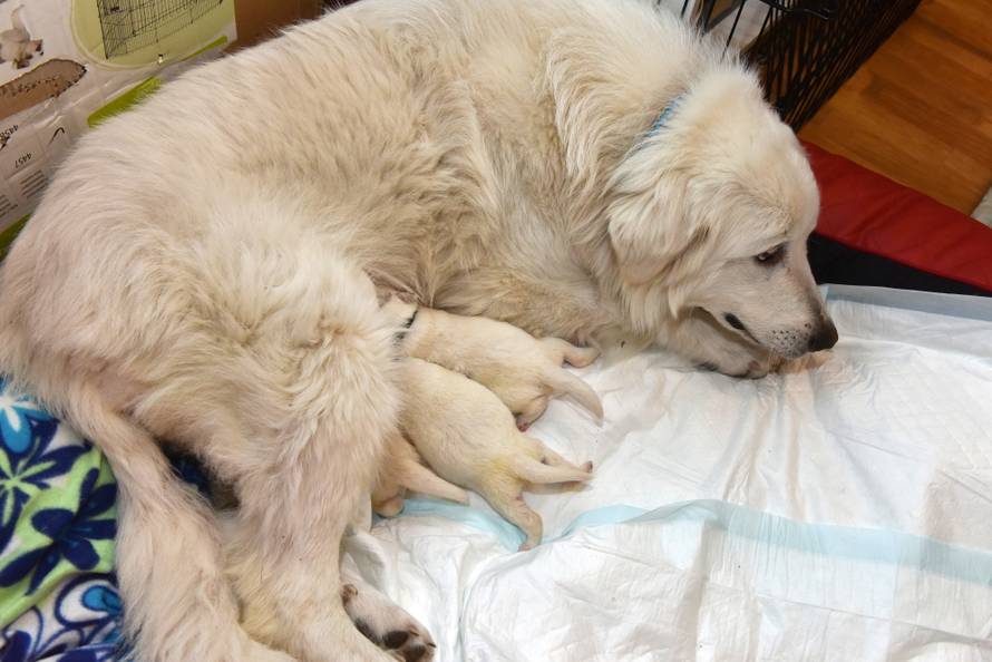 Odbacili skotnu kujicu: 'Lutala je, gladovala i smrzavala se...'