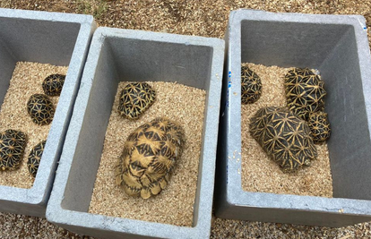 Indijske zvijezde kornjače stižu u pulski akvarij: 'Česta su žrtva ilegalne trgovine, kao i sada...'