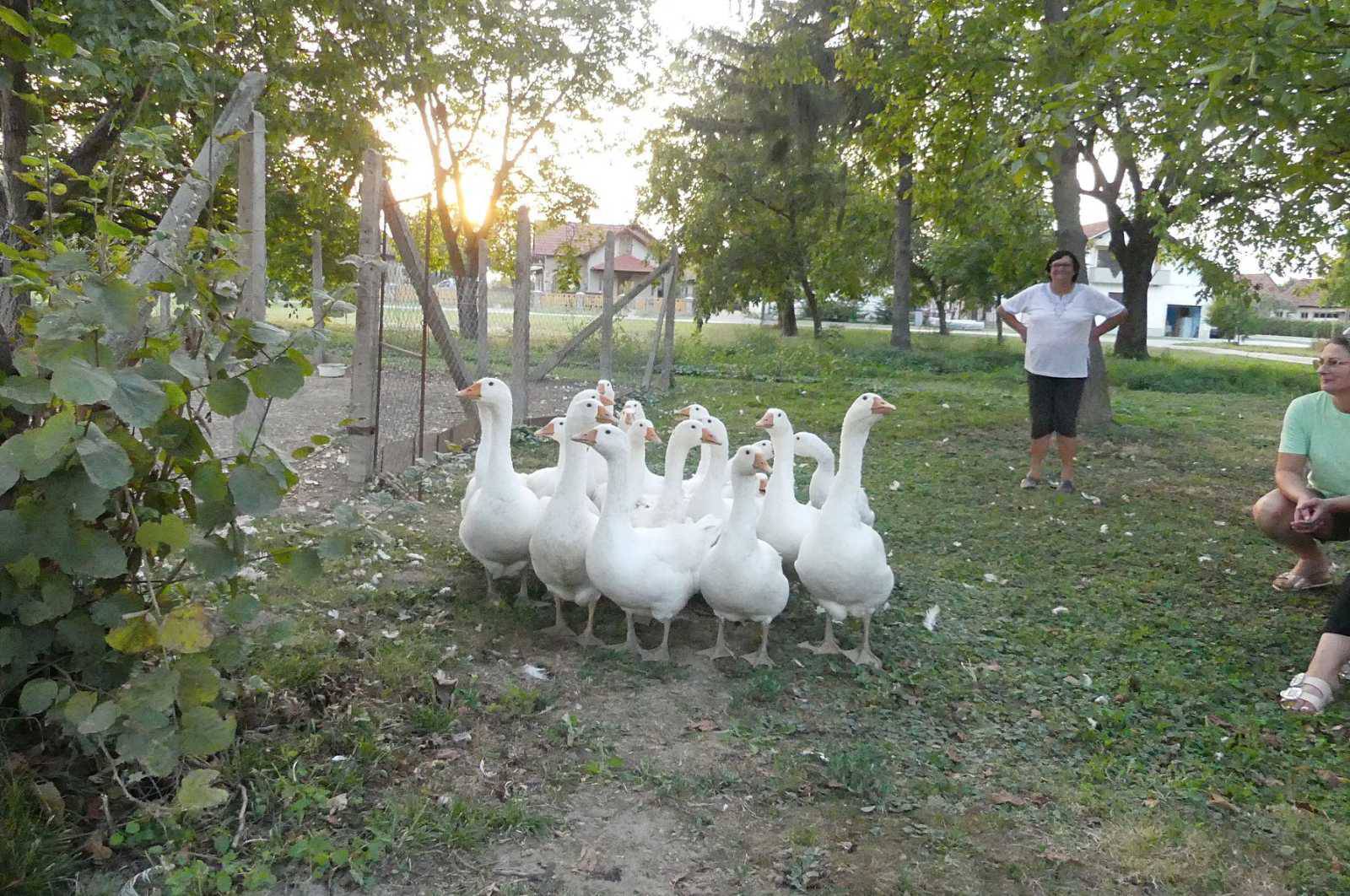 Tradicija opet živi: 'Vratile smo guske u našu Grabrovnicu. Ljudi su oduševljeni kad su na ispaši'