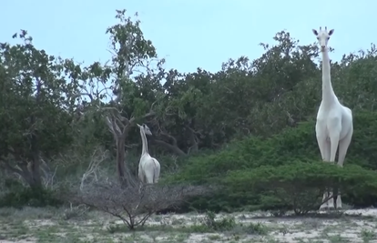 Iznimno rijetke bijele žirafe snimljene prvi put u povijesti