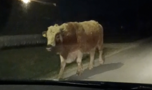 VIDEO Bik u noćnoj šetnji kod Velike Gorice: 'Ogroman je bio, kao bizon. Djeca se plaše!'