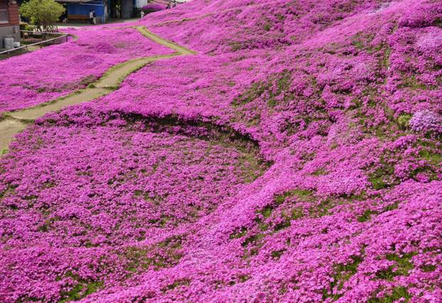 FOTO Pogledajte tu divotu: Farmer zasadio tisuće cvjetova za svoju slijepu suprugu