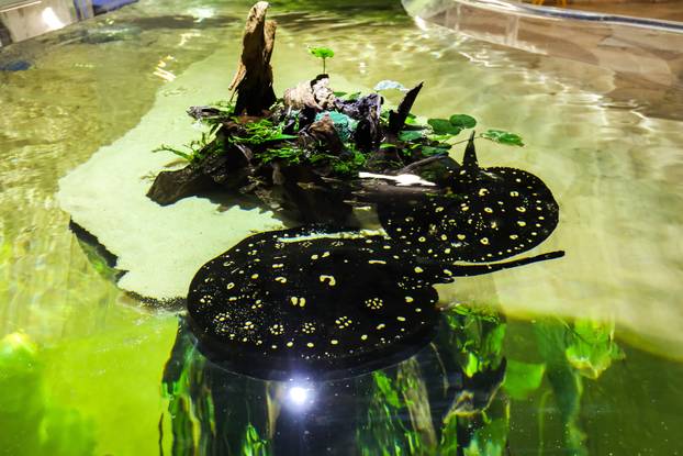 Obnovljeni  pulski Aquarium sada se prostire na 2.500 četvornih metara i postaje najveći akvarij u Europi koji izlaže isključivo mediteranski postav