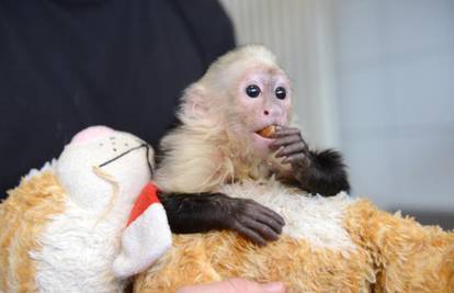 Justinov kućni ljubimac, mali majmun dobio je novi dom