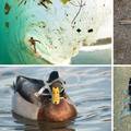 Grozni prizori: Ovako odbačene plastične boce štete životinjama