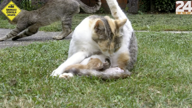 Slatko, najslađe: Prvi mijau u zagrljaju mame mace Šarke
