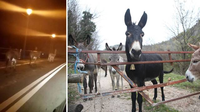 Idem ia, idem ia: Magarci trčali po Kninu, jedan tražio - Josipu