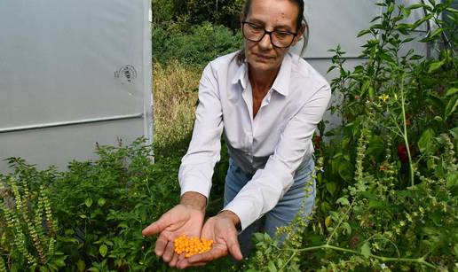 Vesna ima 230 sorti raj&ccaron;ica i 70 vrsta paprika: U vrt mi je upala ljuta papri&ccaron;ica 'od 20.000 eura'