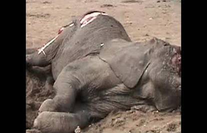 Pokolj u Keniji: U nacionalnom parku ubili dvanaest slonova