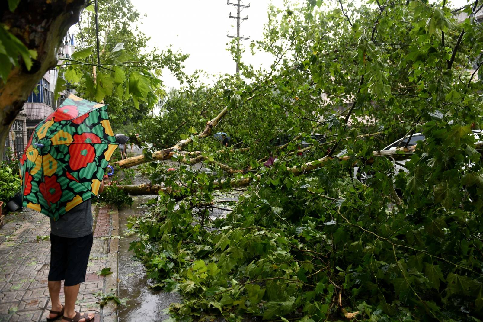 Man holding an umbrella stands near a fallen tree after superÂ typhoonÂ Lekima made landfall in Wenling, Zhejiang
