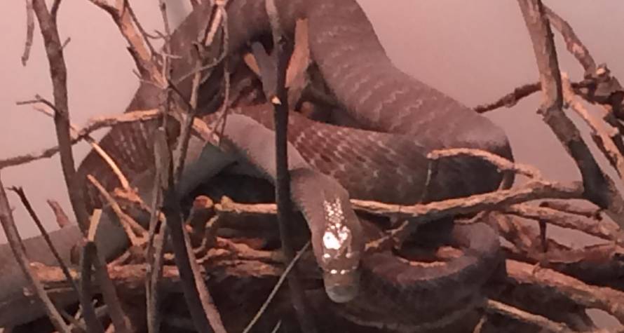 Crna mamba u Splitu:  Neke od ovih zmija iznimno brzo ubijaju